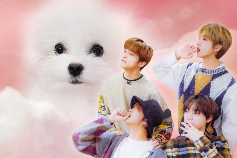 hewan peliharaan idol kpop